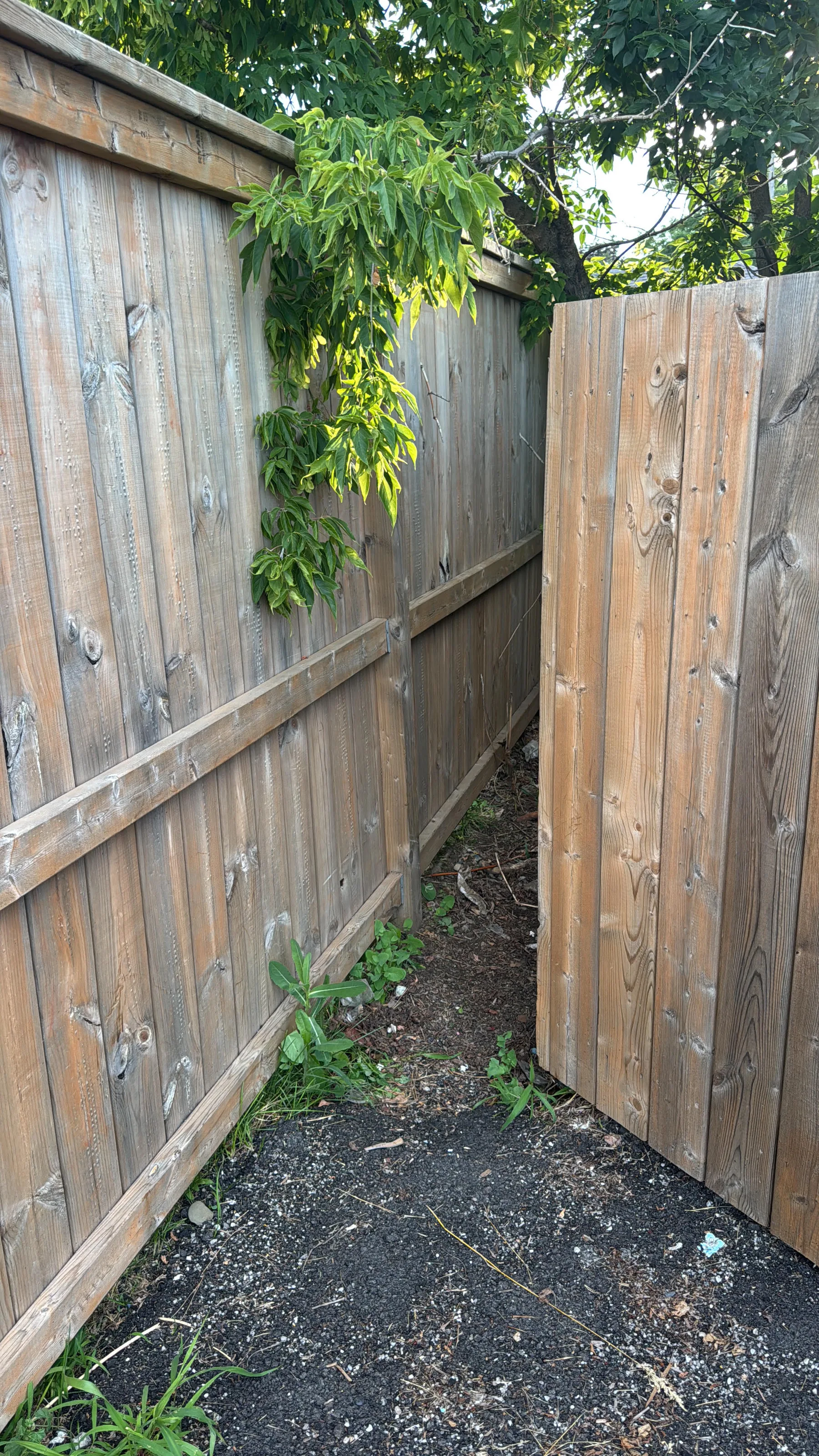 Backyard Fence Gate Repair — before